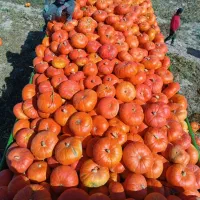 انواع کدو و سیر تند موسیر سیب زمینی و ...