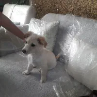 سگ پاکوتا|سگ|شهریار, دهشاد بالا|دیوار