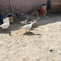 2عدد غاز|حیوانات مزرعه|گلبهار, نوبهار|دیوار