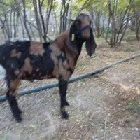 نر بز چهل گل|حیوانات مزرعه|شهرضا, |دیوار