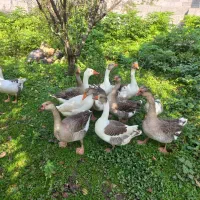 غاز و قو غاز