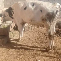 گوساله ماده قرمز سمینتال و جوانه هلشتاین