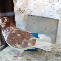 نر تهرانی کاشانی چشم دو رنگ