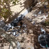 تعدادی کبوتر نر و ماده وجوجه همه فروشی تکی هم هست