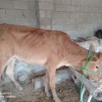 گاو وگوساله|حیوانات مزرعه|برازجان, |دیوار