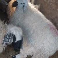 بره قوچ|حیوانات مزرعه|جلگه ماژان, |دیوار