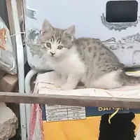 رایگان به خانواده حیوان دوست بشرط واکسن زدن|گربه|مراغه, |دیوار