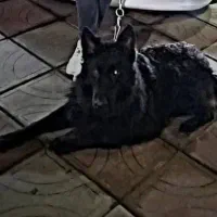 سگ ژرمن