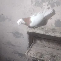 15عدد کفتر خوب|پرنده|میاندوآب, |دیوار