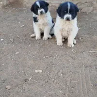 توله سگ قدرجونی