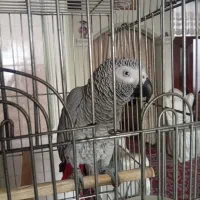 کاسکو نابغه مشهد|پرنده|تهران, شهرک استقلال|دیوار