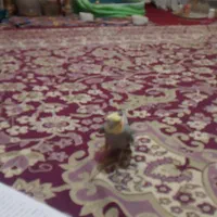 عروس هلندی آوازه خوان با رقص بازیگوش مولدکار داده|پرنده|نسیمشهر, |دیوار