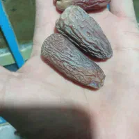 خرما مجول وپیارم