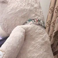 خرس ۱۸۰ سانتی|اسباب‌‌بازی|شوشتر, |دیوار