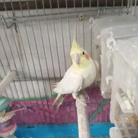 عروس هلندی بالغ|پرنده|تهران, شارق|دیوار