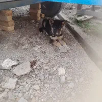 سگ ژرمن هاسکی