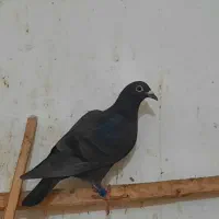 ۳ عدد ماده بشرط