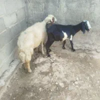 گوسفند و بز سرپل ذهاب