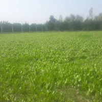 نهال کاهو روغنی|خدمات باغبانی و درختکاری|بندر گز, |دیوار