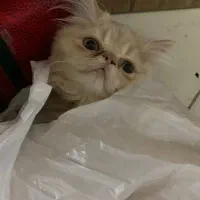 پرشین سوپر فلت خالص خالص