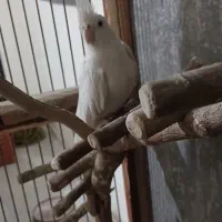 عروس هلندی البینو چشم شرابی ماده