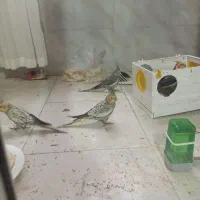 چهارتا عروس هلندی دو ماهه|پرنده|هشتگرد, شهرک پارسیان|دیوار