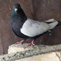 سینه مشکی ماده کت برف زرد دم سفید ماده