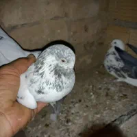 کبوترپرشی|پرنده|پاکدشت, پاکدشت (مامازند)|دیوار