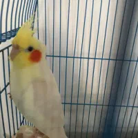 عروس هلندی نر