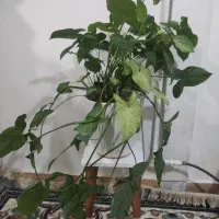 سوسن عنکبوتی، سینگینیوم، سانسوریا، پتوس، شامادورا