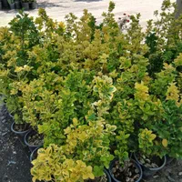 دنیای شمشاد|خدمات باغبانی و درختکاری|شاندیز, |دیوار