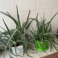 گل طبیعی همراه با گلدان