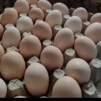 تخم مرغ محلی