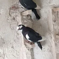 2 عدد پلنگ قلدور