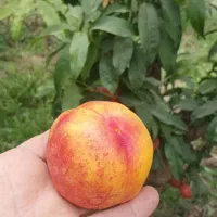 انواع نهال شلیل