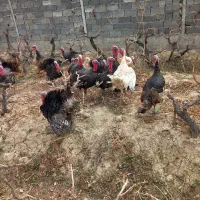 بقلمون فوری فروشی