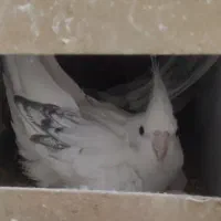 عروس هلندی فروشی