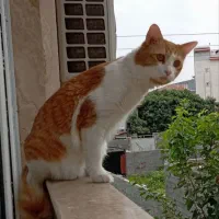 واگذاری گربه|گربه|رشت, دروازه لاکان|دیوار