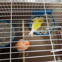 فروش۱جفت قناری مولد