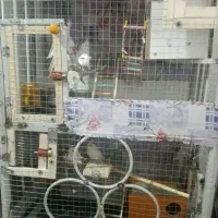 عروس هلندی و البینو|پرنده|کبودرآهنگ, |دیوار