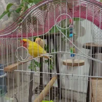 طوطی برزیلی