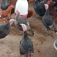 انواع مرغ خروس و بوقلمون|حیوانات مزرعه|سبزوار, امیر کبیر|دیوار