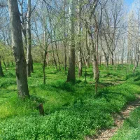 زمین مسکونی پشت تالار صدف