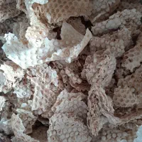 نان خشک کیسه ۲۵۰برای فروش داریم