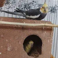 عروس هلندی|پرنده|وحیدیه, |دیوار