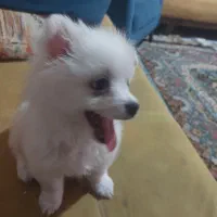 واگذاری سگ پامرین|سگ|شیراز, درکی|دیوار