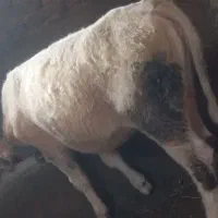 گوساله شاروله