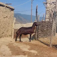هترو و همو آبستن ۳.۵ ماه