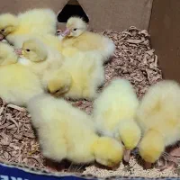 جوجه قوغاز اصیل لیندا اصیل و جوجه غاز محلی