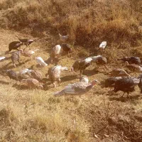 فروش بوقلمون|حیوانات مزرعه|امام, |دیوار